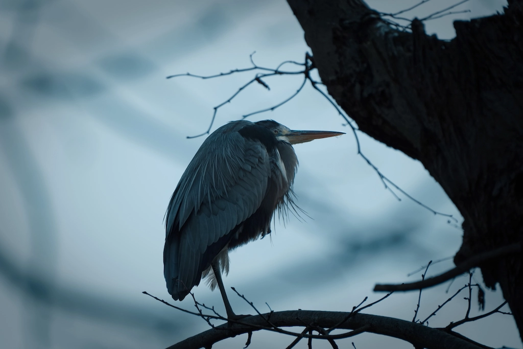 heron in the blue