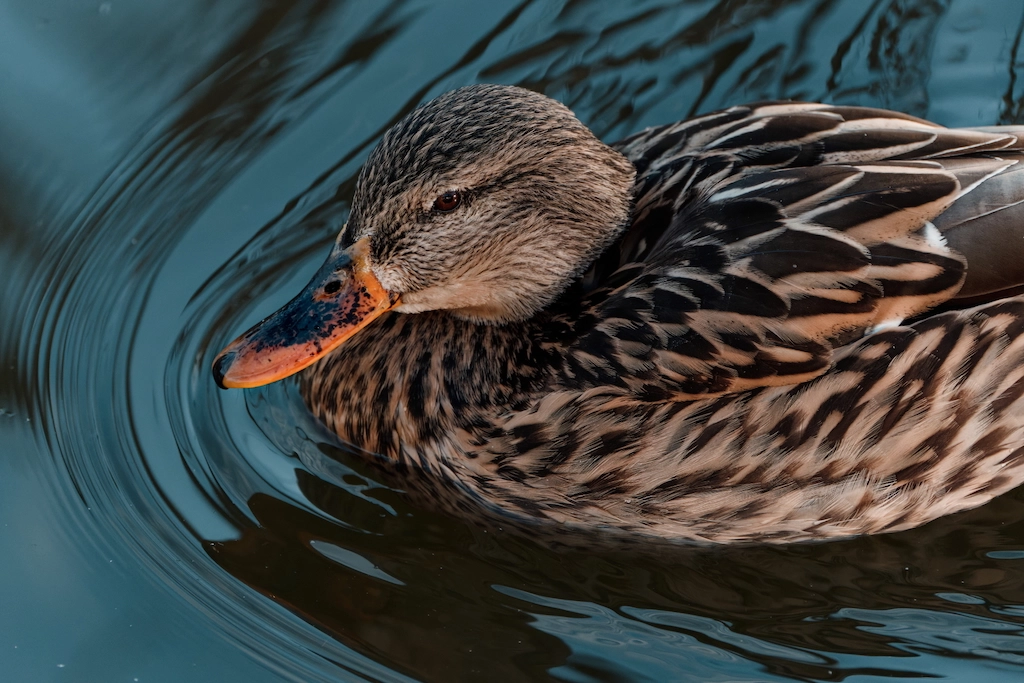 duck in the water