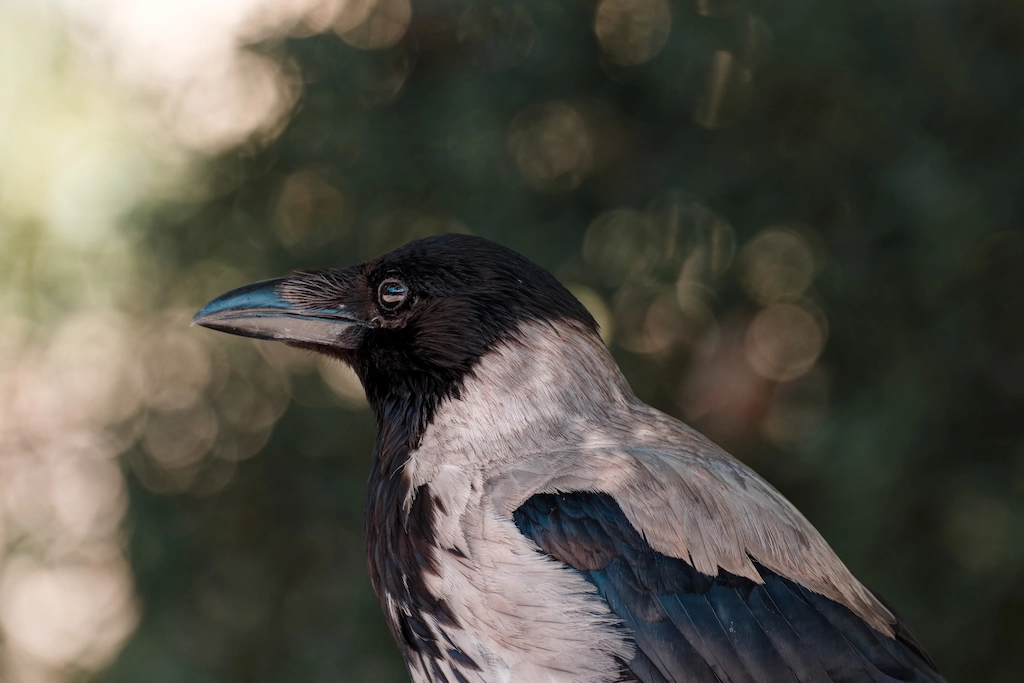 crows eyes