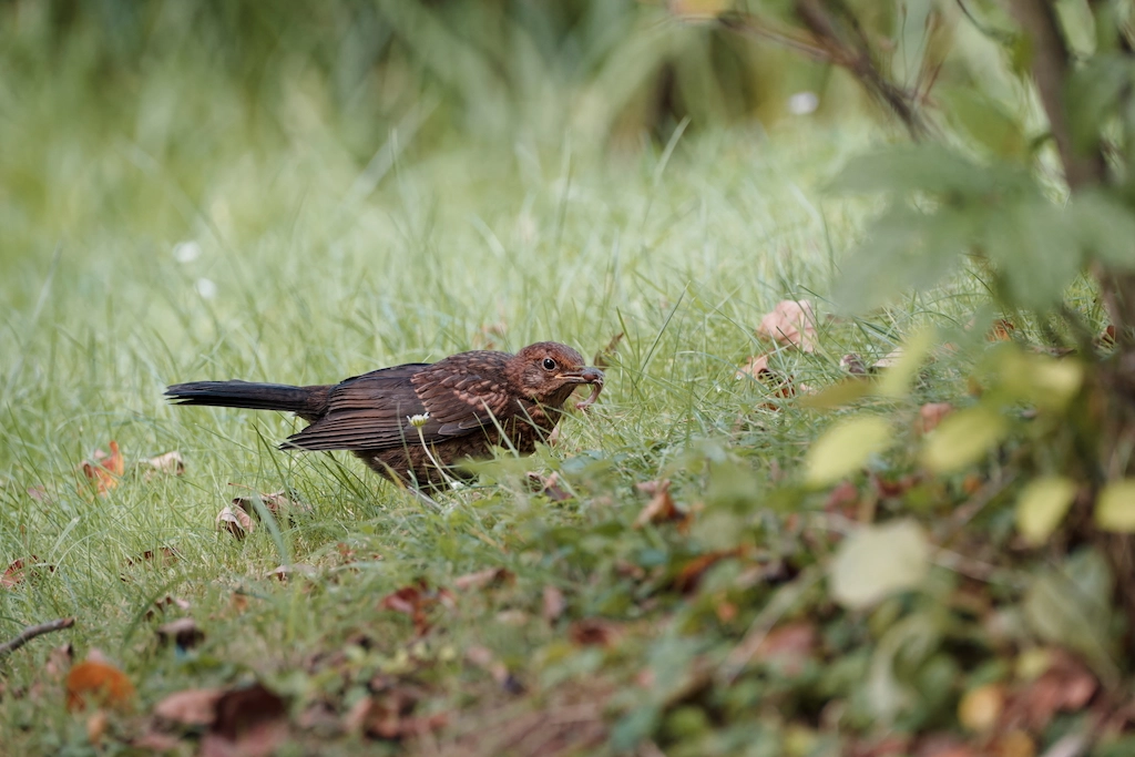 bird with prey
