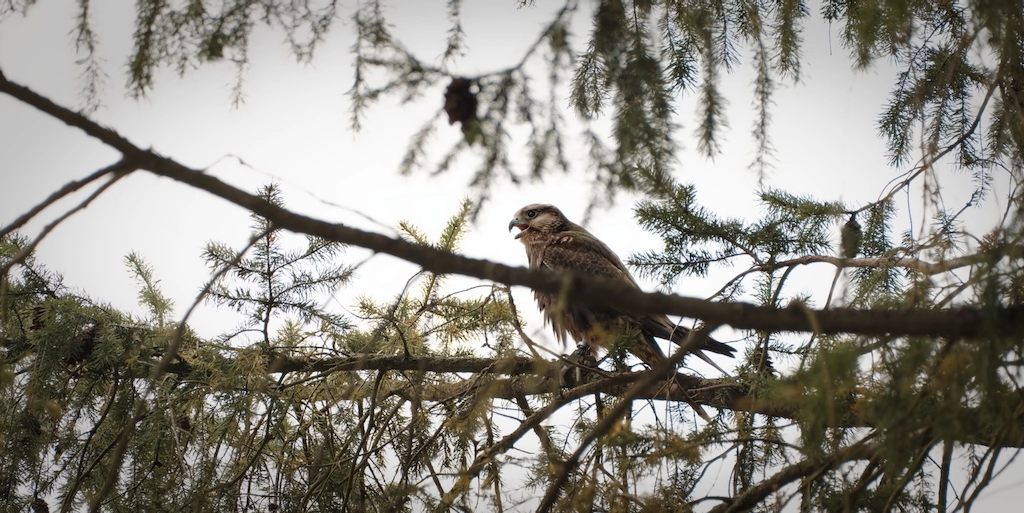 hawk