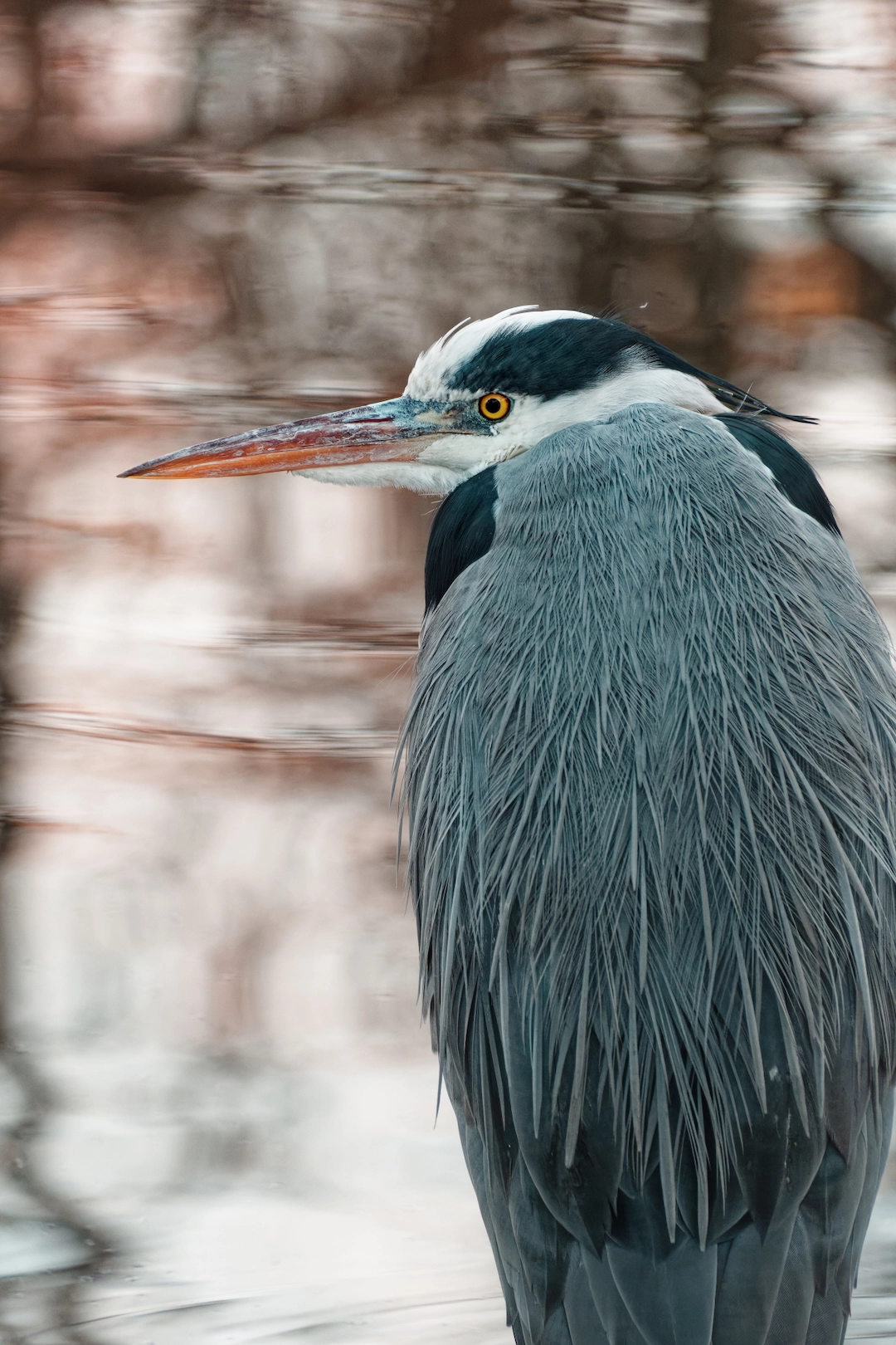 heron in the water