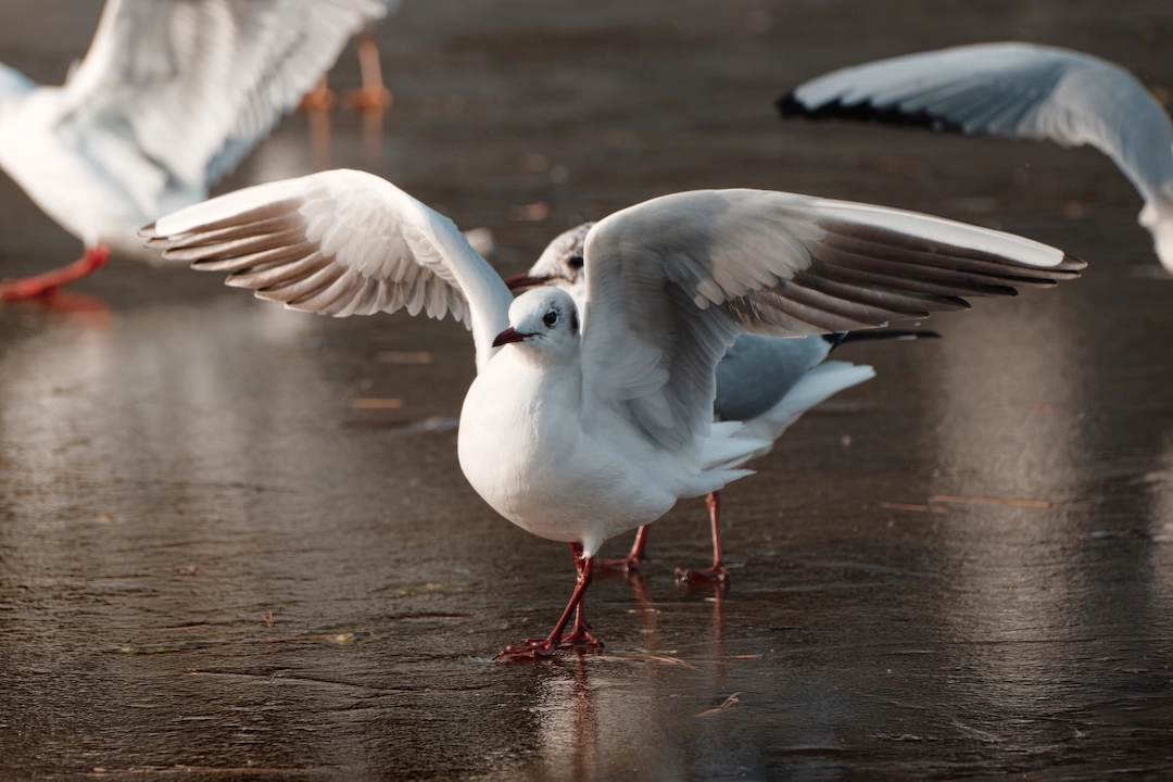 spreading her wings