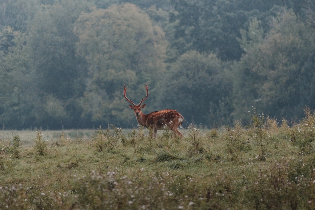 deer in the distance