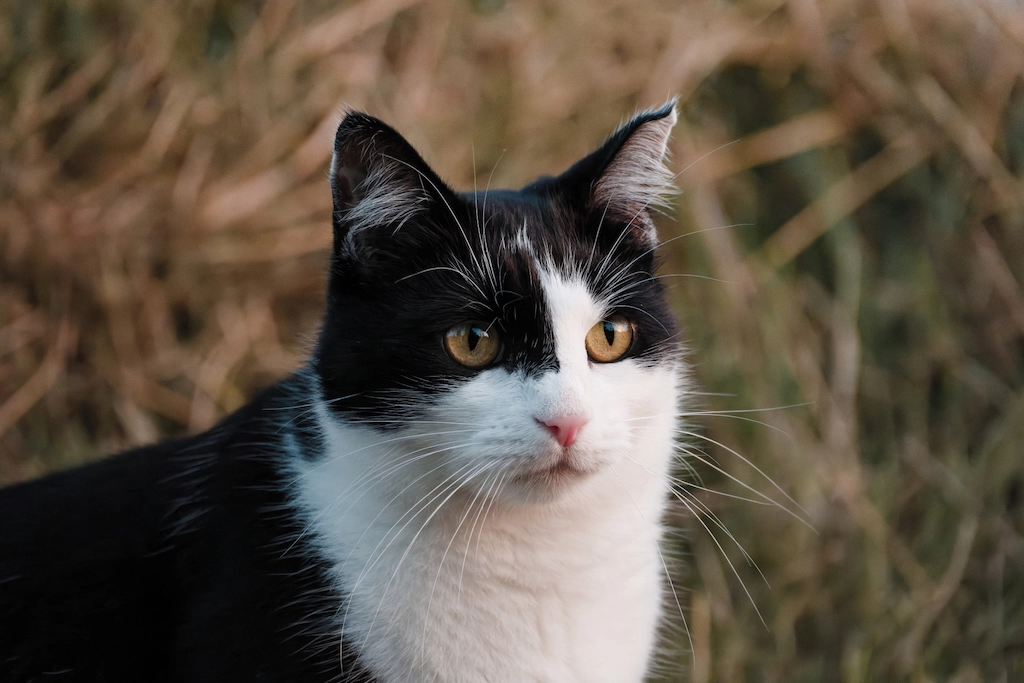 cat in the fields