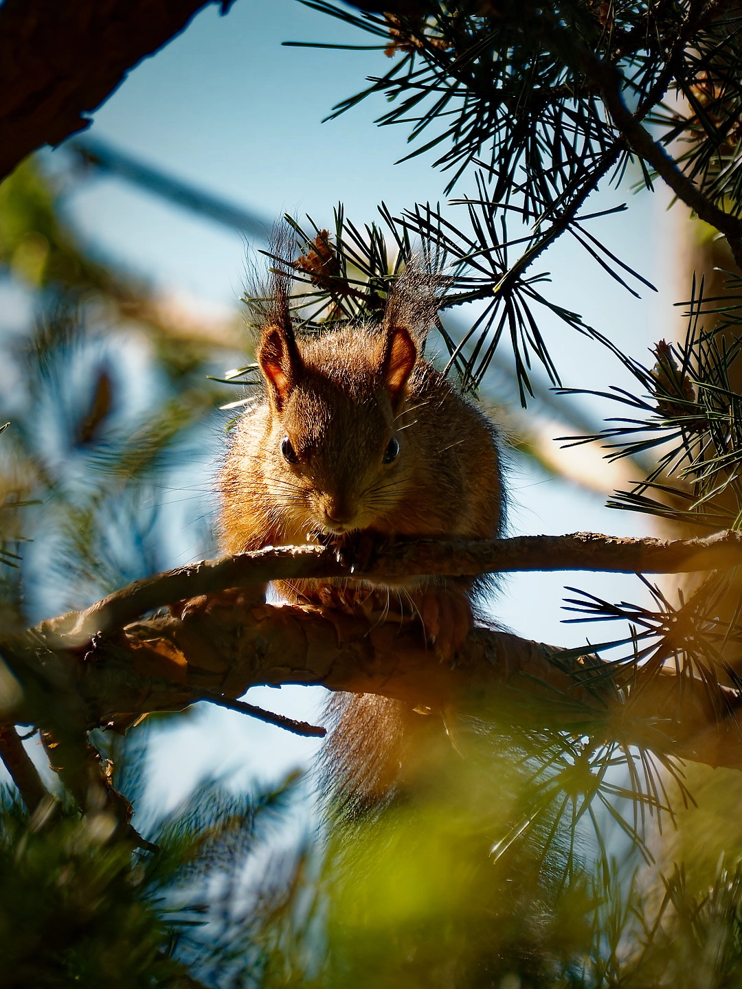 squirrel ready to jump