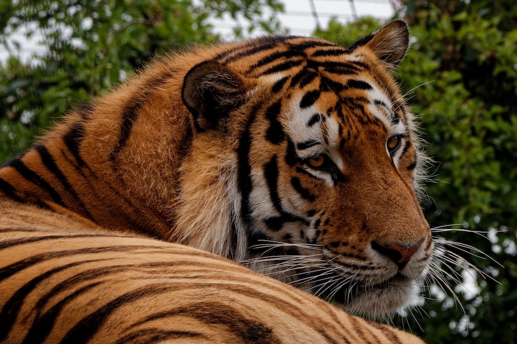 eye of the tiger