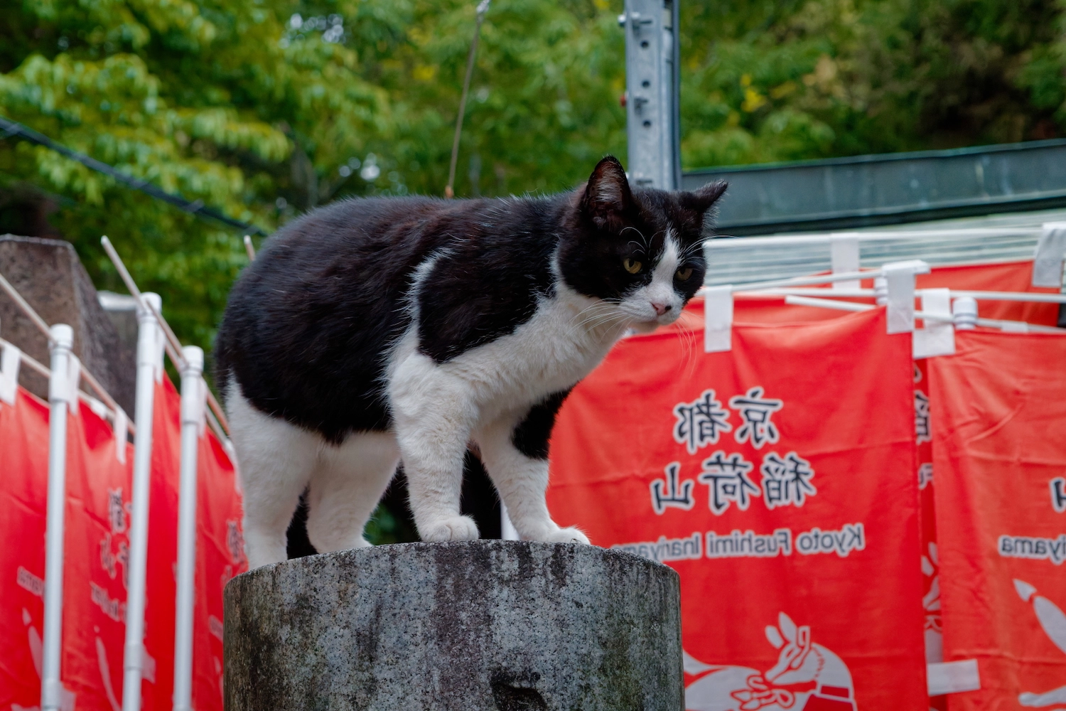 shrine cat