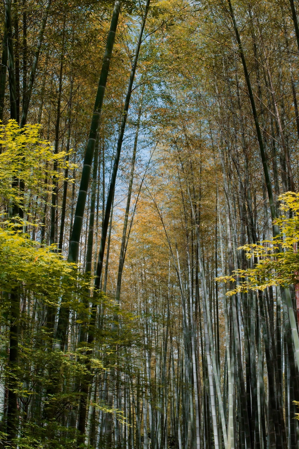 bamboo forest