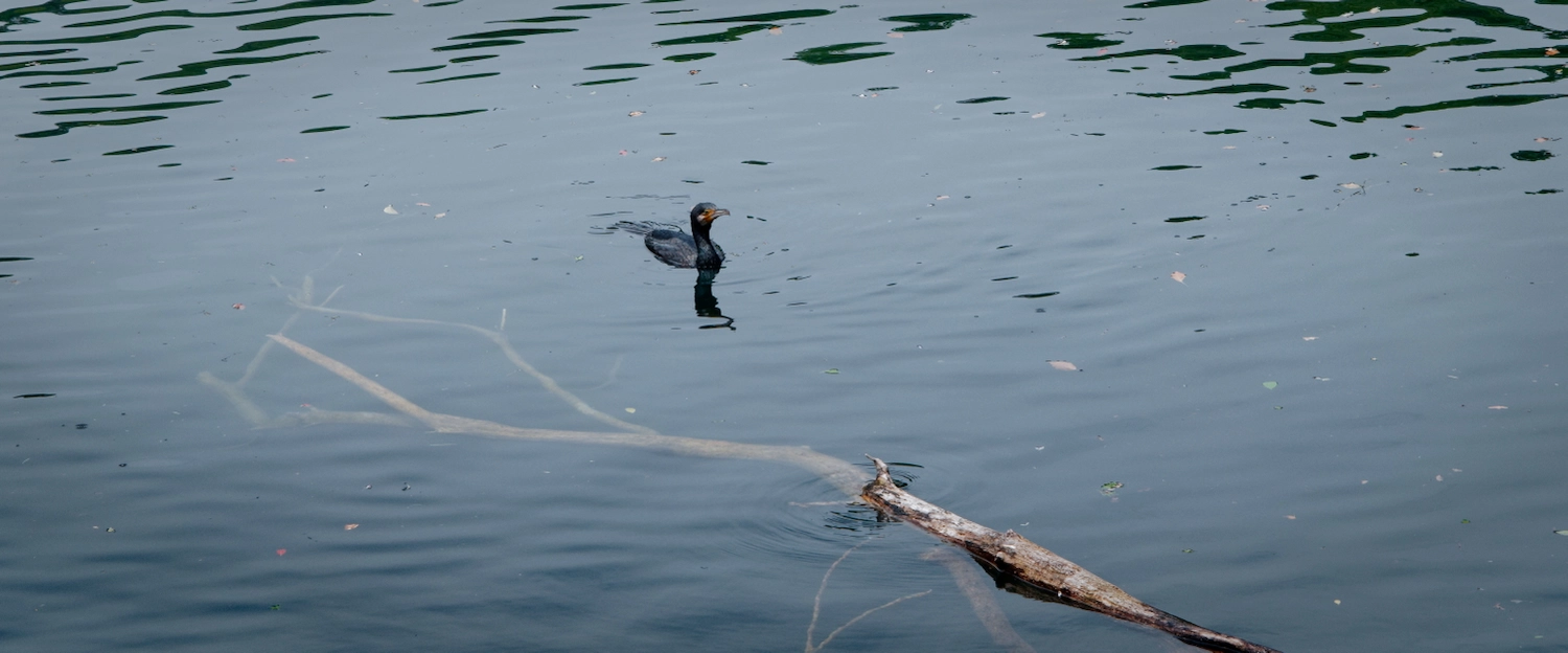 swimming cormorant