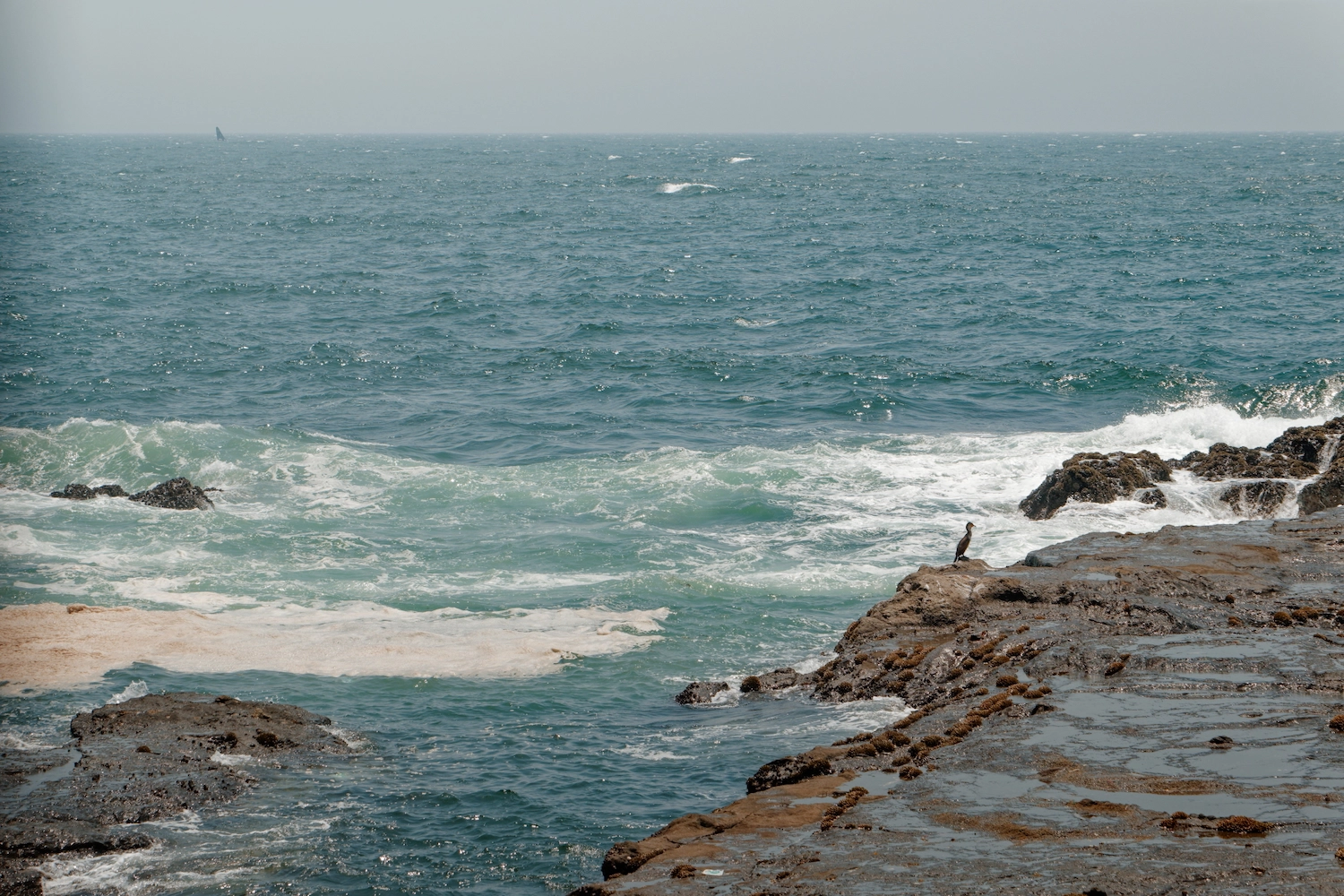 cormorant by the cliffs