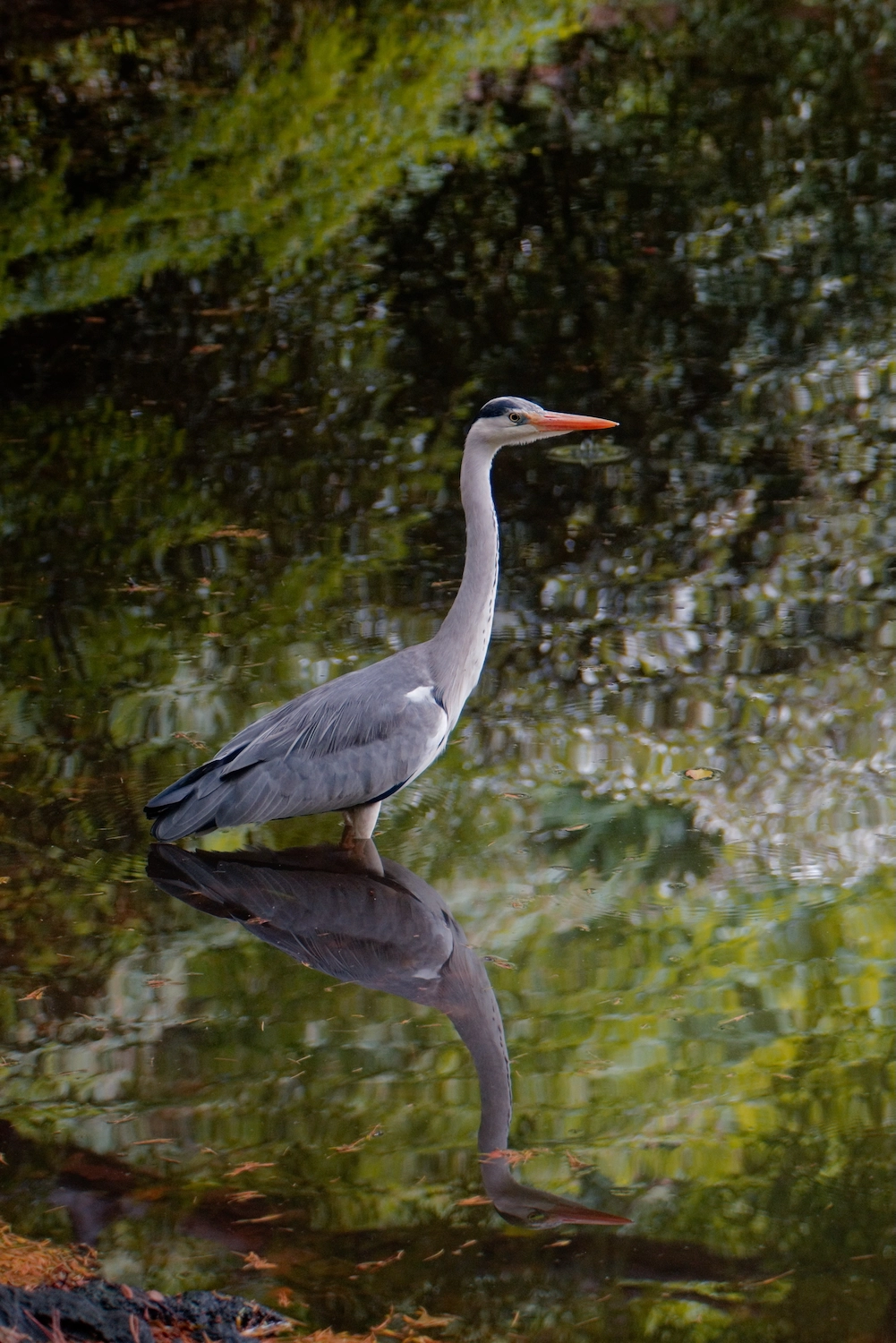 heron standing in a lake