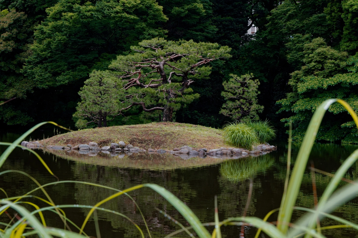 tree at a lake